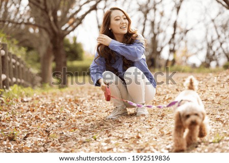 Similar – Image, Stock Photo cute brown toy poodle dog standing at sunset by countryside. Fun, sports and pets outdoors