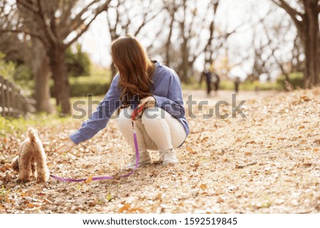 Similar – Image, Stock Photo cute brown toy poodle dog standing at sunset by countryside. Fun, sports and pets outdoors