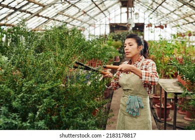 Young Woman Wearing Checked Shirt And Apron Working In Greenhouse Cutting Overgrown Plant