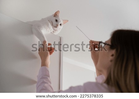 Young woman wearing pink shirt and eyeglasses playing with her big fluffy white cat sitting on top. Funny pet and owner having fun, game in white interior at home.Happy animal, care,friendship. 