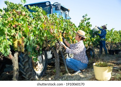 Young Woman Winemaker Picking Harvest Of Grapes In Vineyard At Fields, Agrimotor On Background