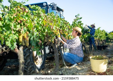 Young Woman Winemaker Picking Harvest Of Grapes In Vineyard At Fields, Agrimotor On Background