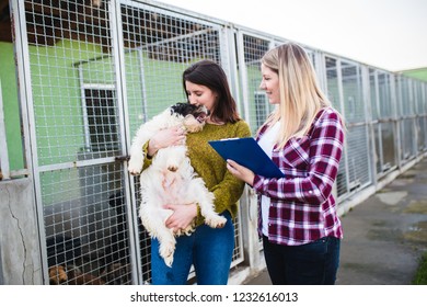 Young Woman With Worker Choosing Which Dog To Adopt From A Shelter.