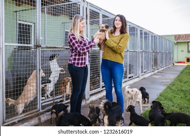 Young Woman With Worker Choosing Which Dog To Adopt From A Shelter.