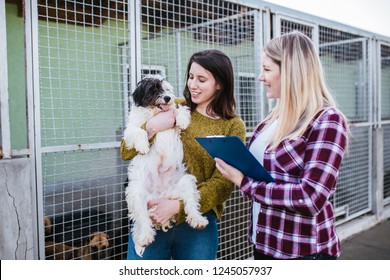 Young Woman With Worker Choosing Which Dog To Adopt From A Shelter.