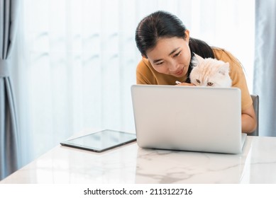 Young Woman Working On A Laptop At Home, There Is A Cat To Cheer Next Toll Encourage You