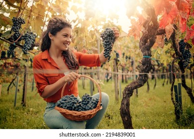 Young woman working in a vineyard ,harvesting grapes.  Gardening,people and farming concept. - Powered by Shutterstock