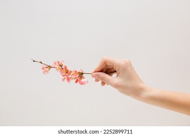 Young woman's hand holding a branch with gentle pink flowers in full bloom on a pastel beige background. Creative aesthetic concept of blooming of nature. Minimal wallpaper of springtime blossom. - Powered by Shutterstock