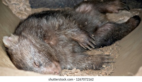 The Young Wombat Is Resting In His Burrow