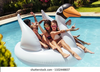 Young Women In Bikini Smiling While Floating On Big Inflatable Swan. Girls Having Fun On Floating Toy In Swimming Pool.