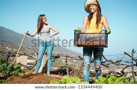 Young women harvesting organic fruits in community greenhouse garden - Happy people at work picking up organic vegetarian food - Focus right girl face - Agriculture and ealthy lifestyle concept