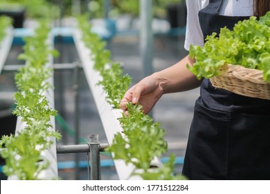 Young women are harvesting organic vegetables from hydroponics to grow vegetables that are healthy. Growing with a hydroponic system, resulting in organic vegetables that the market needs.