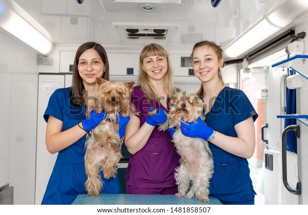 Young\
women professional pet doctors posing with yorkshire terriers\
inside pet ambulance. Animals healthcare\
concept.