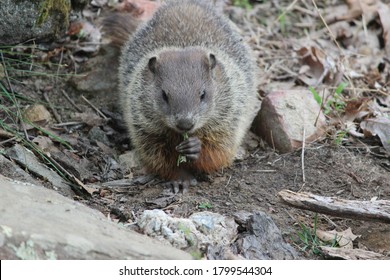 Young Woodchuck Eating A Leaf