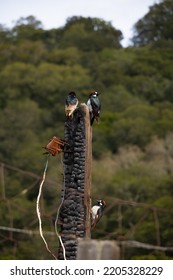 Young Woodpeckers On A Burnt Wood Stake.