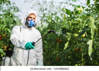 Young Worker Spraying Organic Pesticides On Tomato Plants In A Greenhouse.