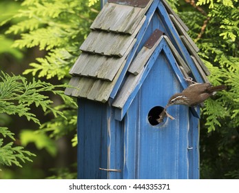 A Young Wren Building A Nest In A Birdhouse.