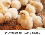 Young yellow baby chicks on a poultry farm.