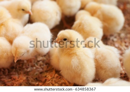Young yellow baby chicks on a poultry farm.