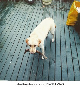 Young Yellow Lab Dog Begging To Play Fetch With Her Owner, Has A Sad Look One Her Face