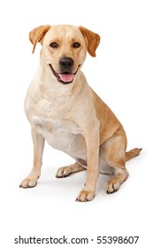 Young Yellow Labrador Retriever dog sitting down and isolated on white