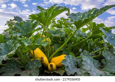 Young Yellow Squash Fruits Ripen On Squash Bushes In A Field
