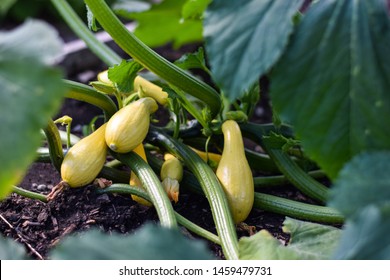 Young, Yellow Summer Squash (Cucurbita Pepo) Growing In A Garden.