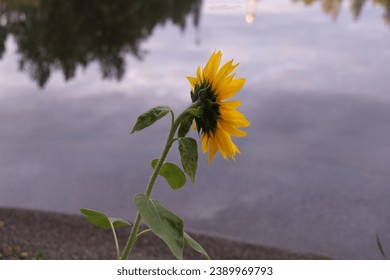 Young yellow sunflowers opened and looking at the sun at the edge of the water.  Surrounded by rocks and water with the sun shining above.