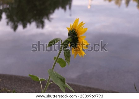 Young yellow sunflowers opened and looking at the sun at the edge of the water.  Surrounded by rocks and water with the sun shining above.