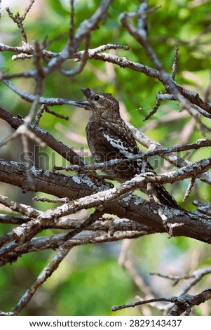 A young Yellow-Bellied Sapsucker in a tree