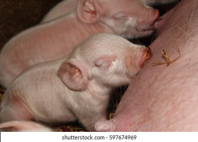 A Young Yorkshire Piglet Takes A Nap While Nursing