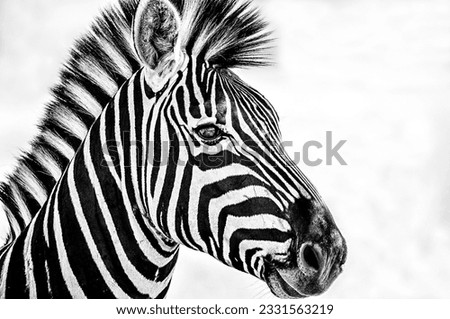 Similar – Image, Stock Photo street-graffiti-zebra