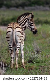 Young Zebra Calf