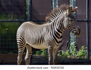 Young Zebra At The Denver Zoo