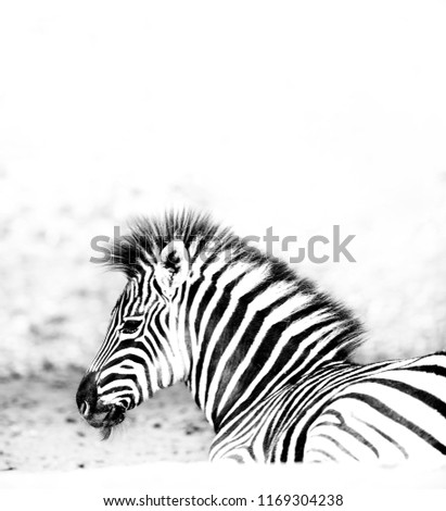 Similar – Image, Stock Photo street-graffiti-zebra