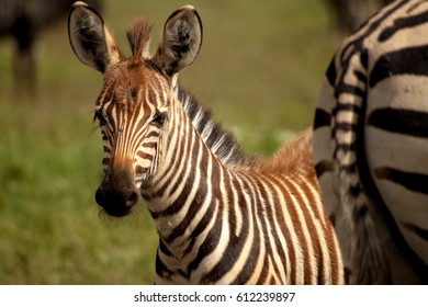 Young zebra peeking out from behind its mother, in Ngorongoro Crater - Powered by Shutterstock