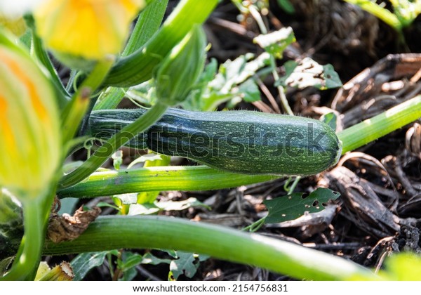 Young zucchini on vegetable bed on summer\
day. Green leaves and fruits in garden. Vegetarian ingredients for\
cooking. Natural food without\
preservatives