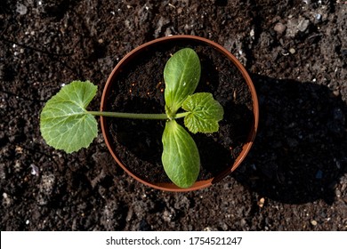 Young Zucchini Plant Top Down In Pot