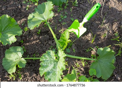 young zucchini plant