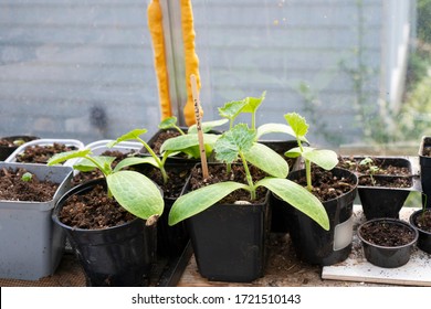 Young Zucchini Plants Are Growing In A Greenhouse.