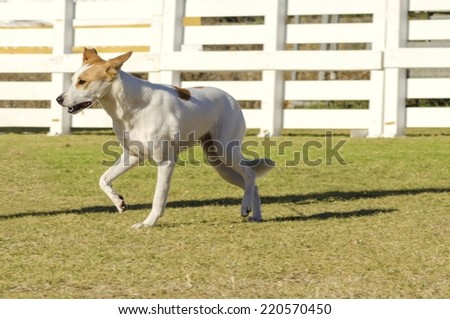 A young,beautiful,white and cream,brown,orange sable Canaan walking on the grass looking happy. Kelef K'naani dogs are medium sized with erect ears, almond eyes, intelligent and very good watchdogs.