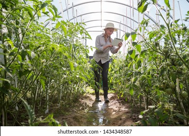 Younger agronomists investigate plants and diseases in the greenhouse, take care of the plants, water, harvest, the idea of agriculture and technology.Agritech