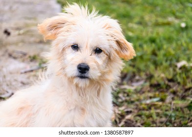 Youngest Dog Stock Photo 1380587894 | Shutterstock