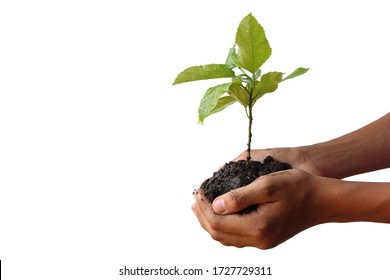 Youngman Hands Holding A Small Tree Isolated On White Background