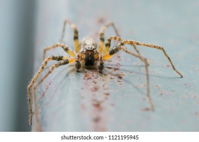 Funnel Weaver Spider Images Stock Photos Vectors Shutterstock