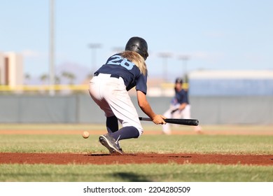 Youth Teen Baseball Batter Laying Down A Bunt With Wood Baseball Bat