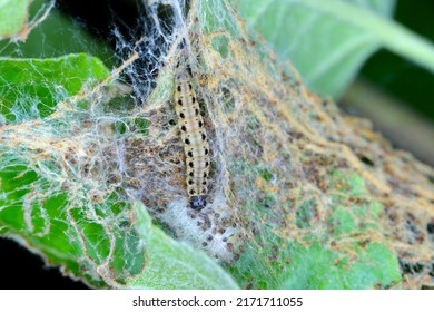 1,073 Ermine moth Images, Stock Photos & Vectors | Shutterstock