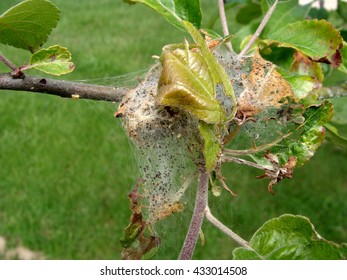 Yponomeuta Malinellus Apple Ermine Moth Larvae Stock Photo 433014508 ...