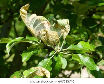 Yponomeuta Malinellus Apple Ermine Moth Larvae Stock Photo 647615746 ...