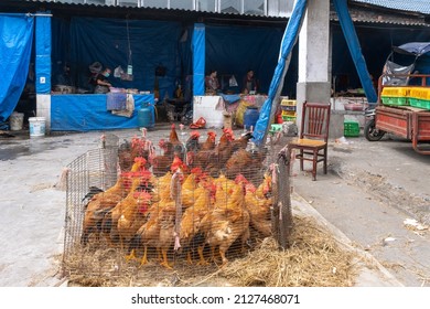 Yuantong, Sichuan, China - January 23 2022: Scores Of Chicken In A Yard Of A Farm House.